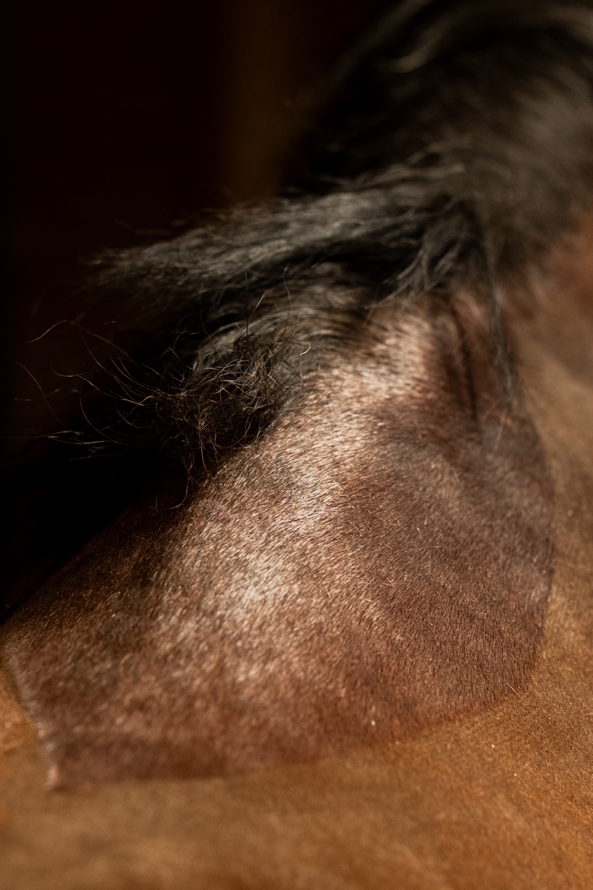 Clipping detail of stallion Twister van de Noordheuve