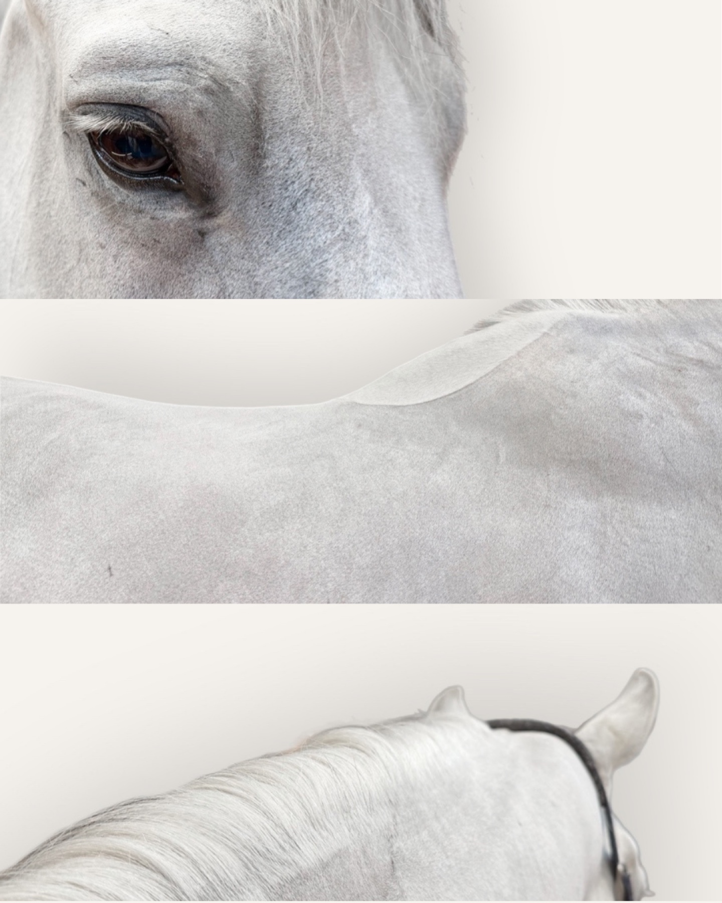 Details of a carefully prepared grey horse