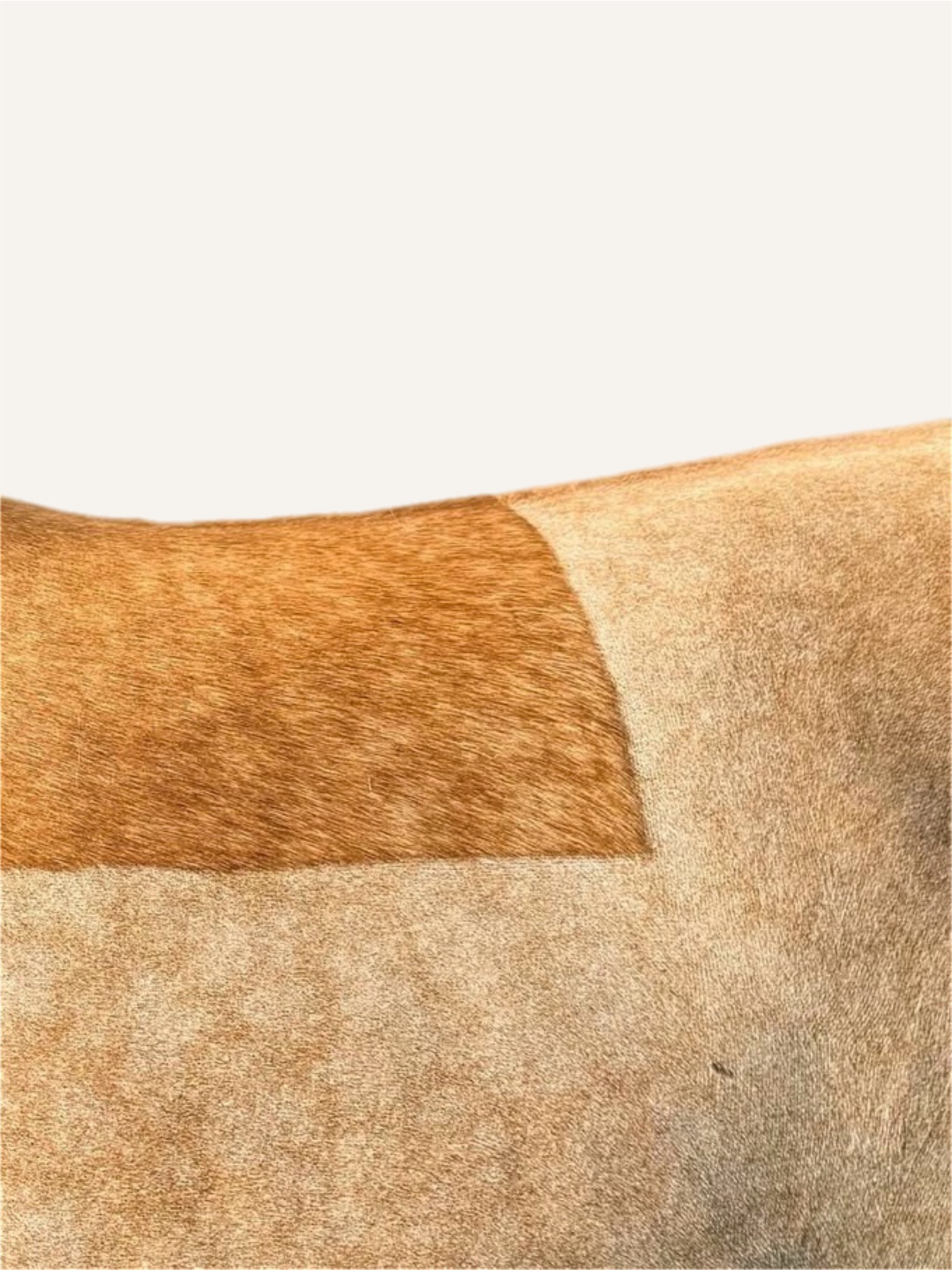 Chestnut clipping detail — Clipique