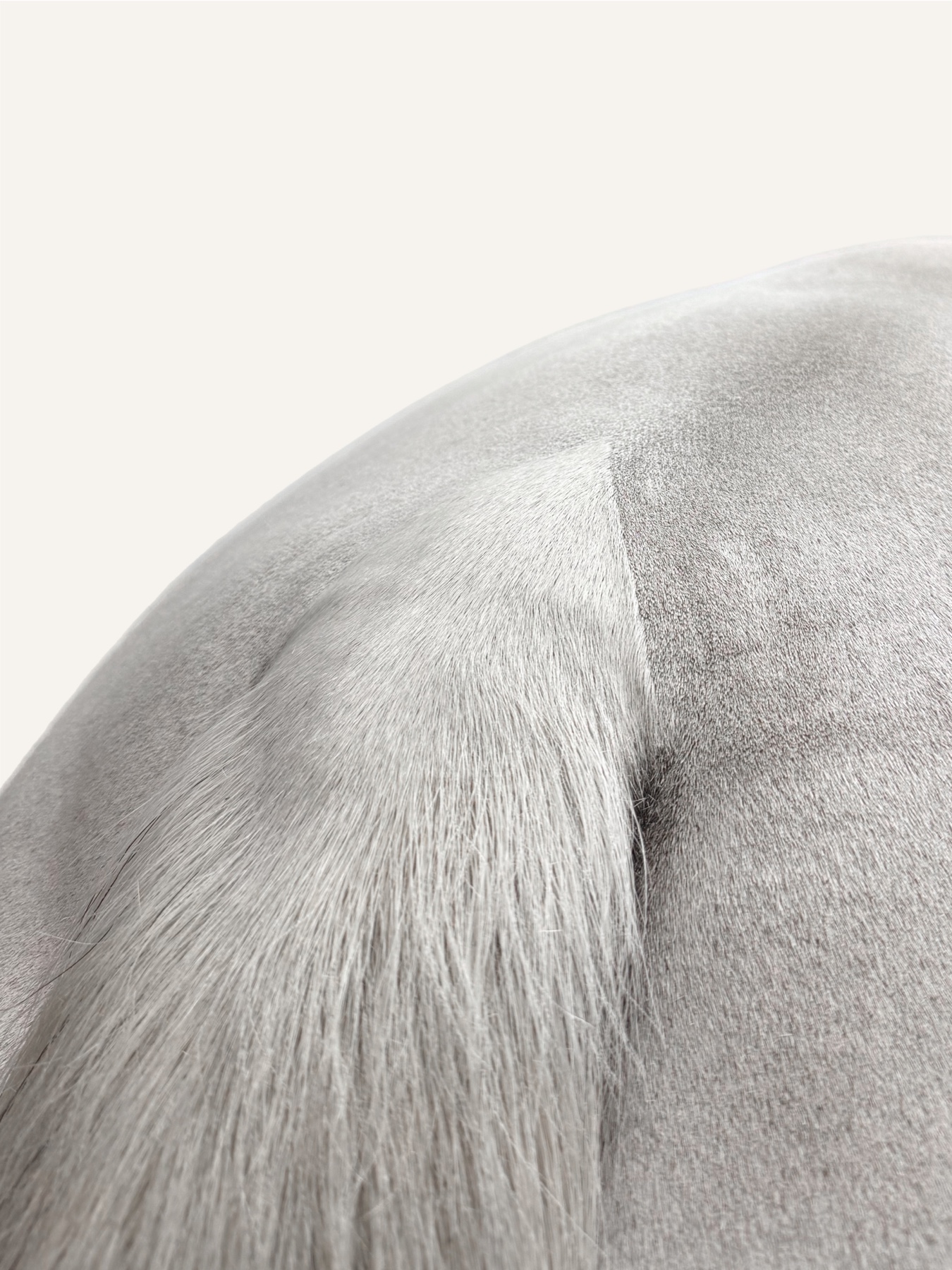Grey horse clipping detail — Eyckehoeve