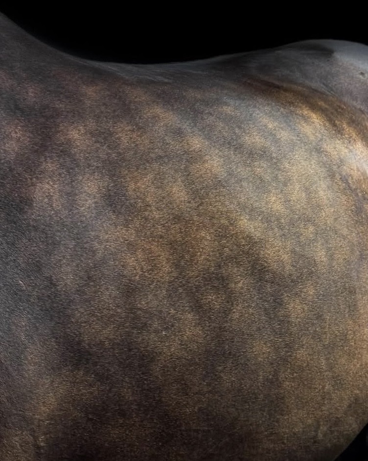 Dark coat clipping finish — Clipique