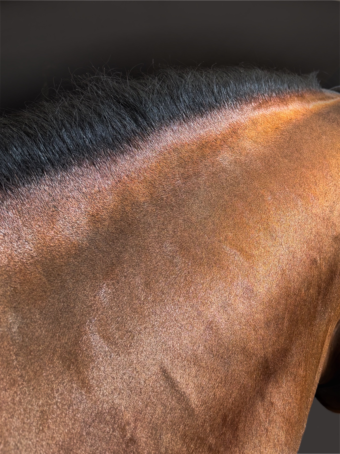Mane clipping finish — Clipique